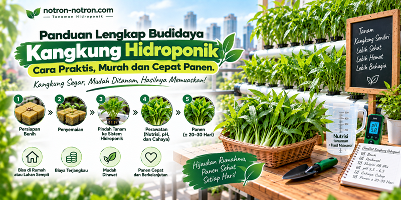Panduan Lengkap Budidaya Kangkung Hidroponik: Cara Praktis, Murah dan Cepat Panen