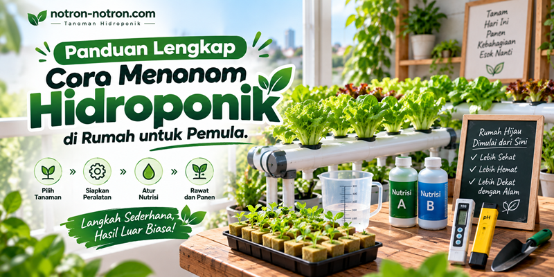Panduan Lengkap Cara Menanam Hidroponik di Rumah untuk Pemula