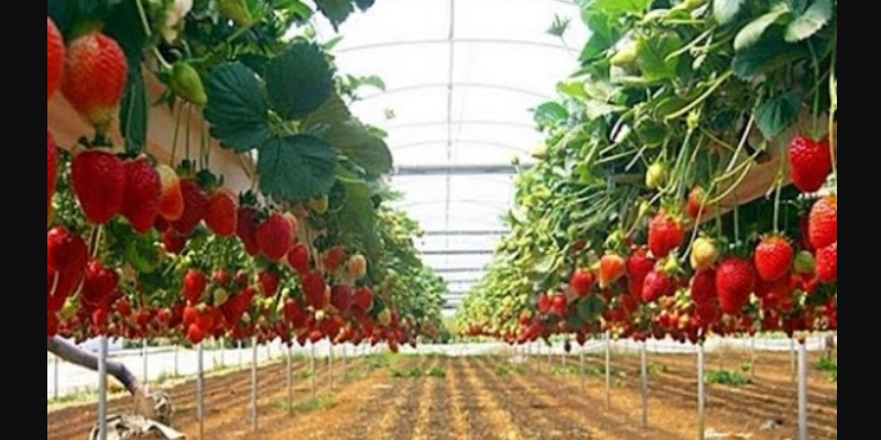 Keunggulan Penanaman Strawberry Dengan Cara Hidroponik