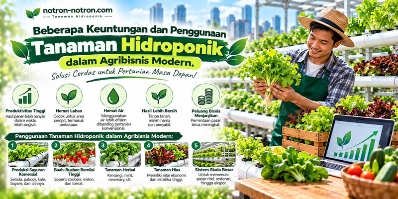 Beberapa Keuntungan dan Penggunaan Tanaman Hidroponik dalam Agribisnis Modern