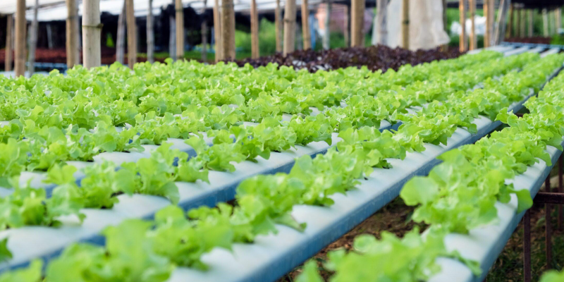 Lahan Sempit Juga Bisa Bertanam Hidroponik