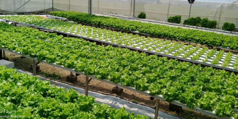 Rahasia Mudah Berkebun Tanaman Hidroponik Di Rumah