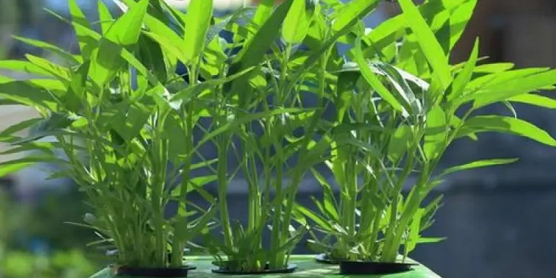 Tanaman Hidroponik Paling Mahal